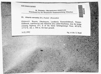 Aleuria aurantia image